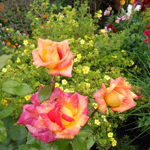 Světle červená s zlatožlutým nádechem - Stromkové růže s květmi čajohybridů - stromková růže s rovnými stonky v koruně